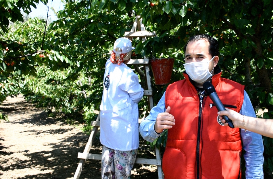 Kirazda ilk ihracat Kemalpaşa'dan
