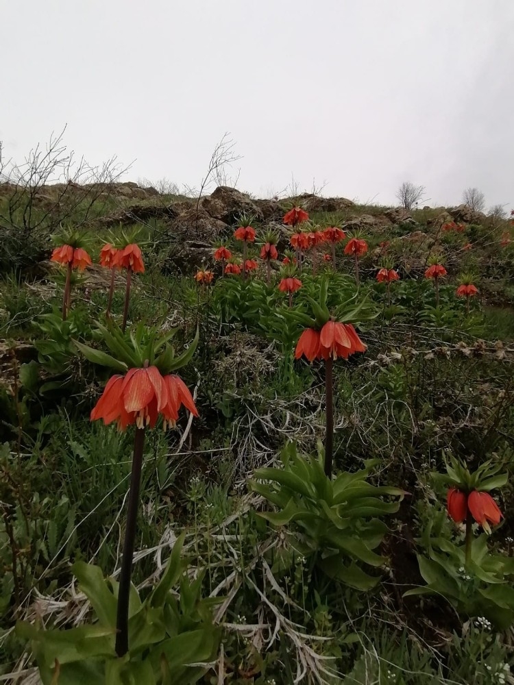 Baharın müjdecisi ters laleler Bitlis'te açmaya başladı