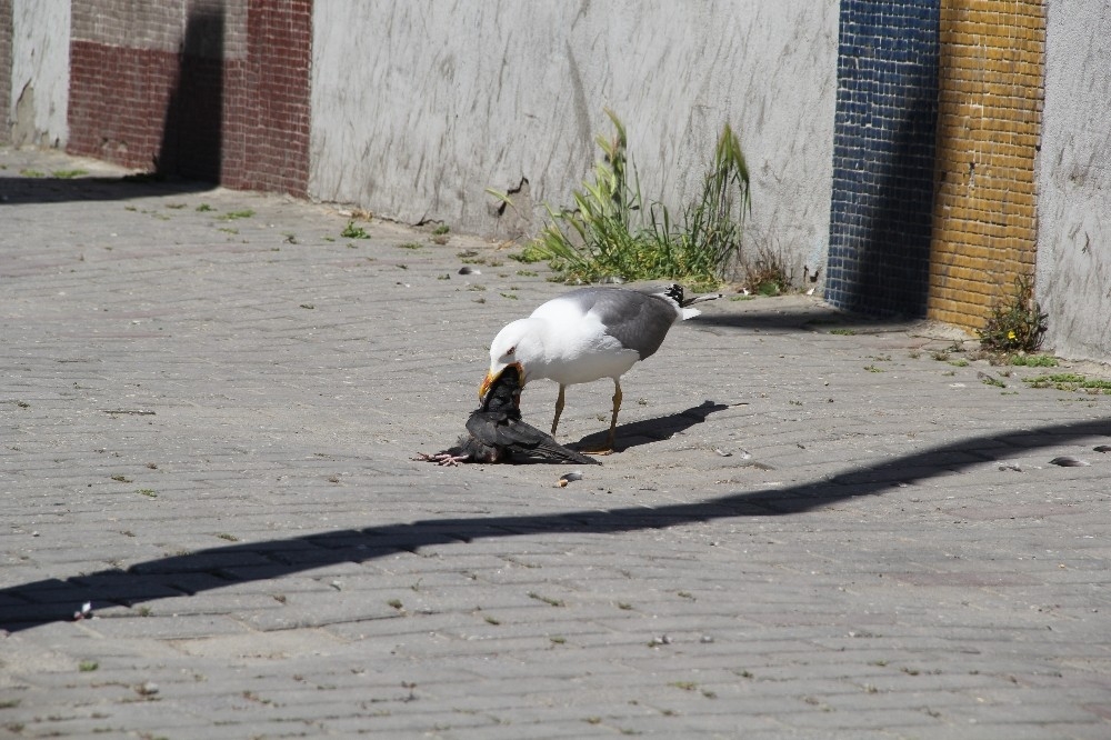 İzmir'in göbeğinde belgesellik görüntüler