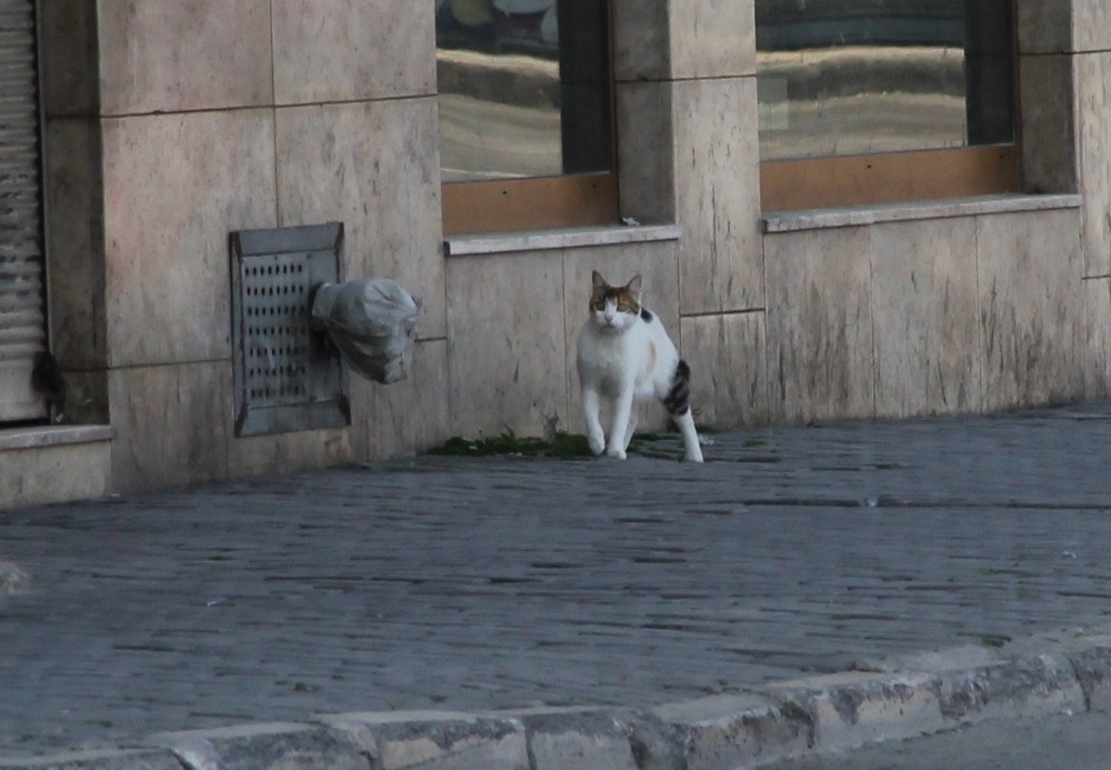 İzmir'in göbeğinde belgesellik görüntüler