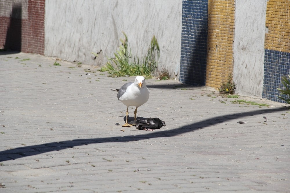 İzmir'in göbeğinde belgesellik görüntüler