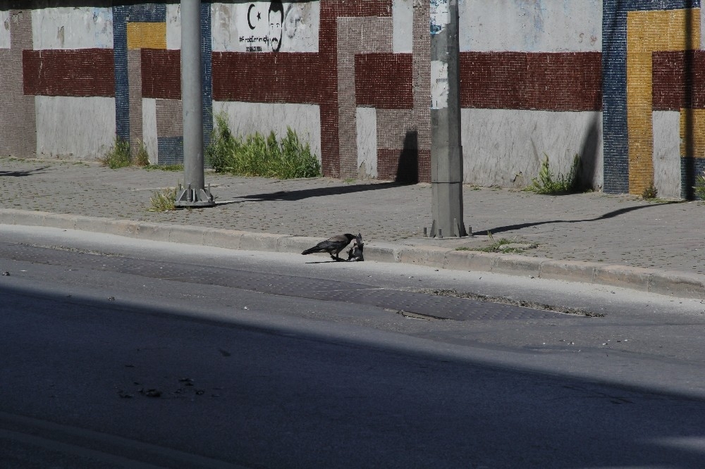 İzmir'in göbeğinde belgesellik görüntüler
