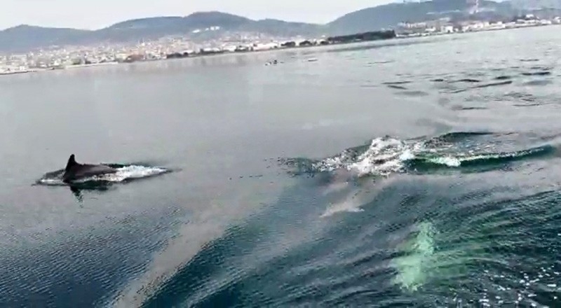 İzmit Körfezi'nde yunuslar deniz yüzeyi temizleme aracıyla yarıştı