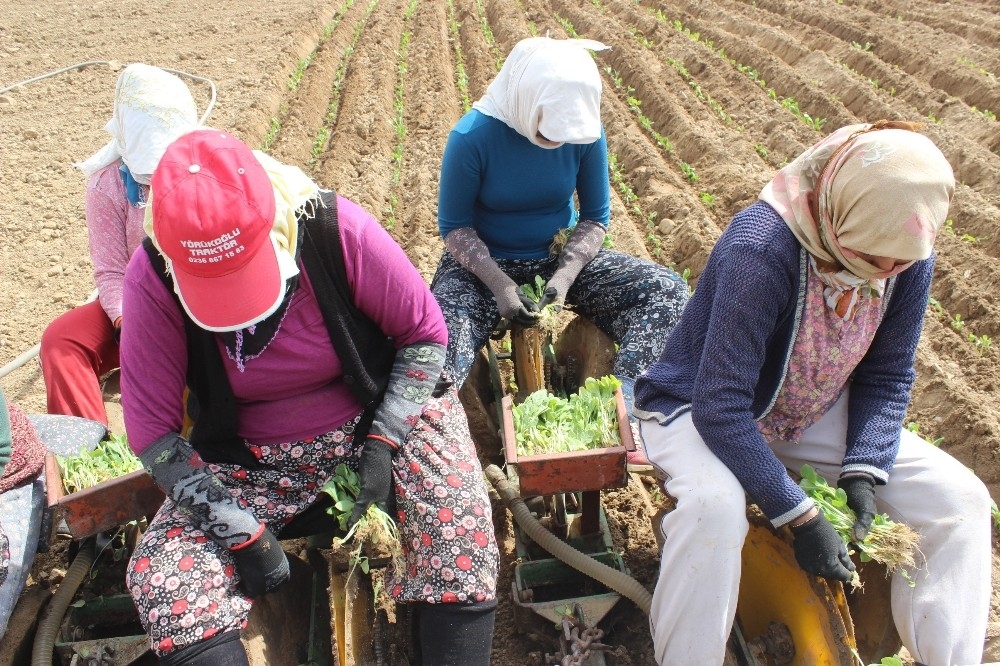 Zahmeti çok, ekimi zor tütünde dikim zamanı