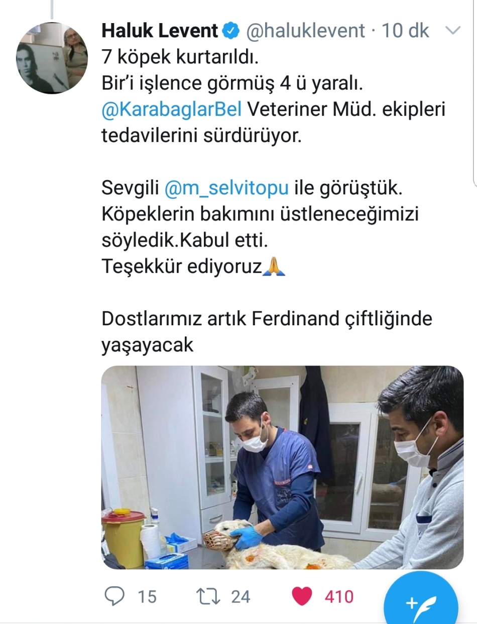 Sahibinden işkence gören köpekler AHBAP'a emanet