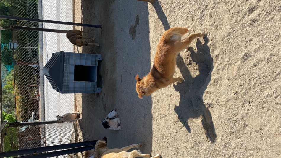 Sahibinden işkence gören köpekler AHBAP'a emanet