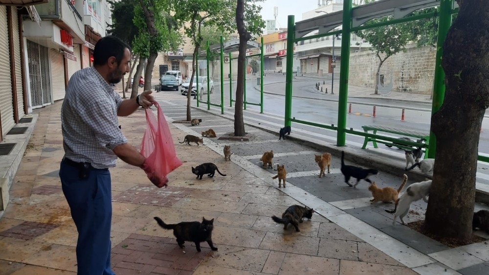 Aç kalan kediler otele akın etti