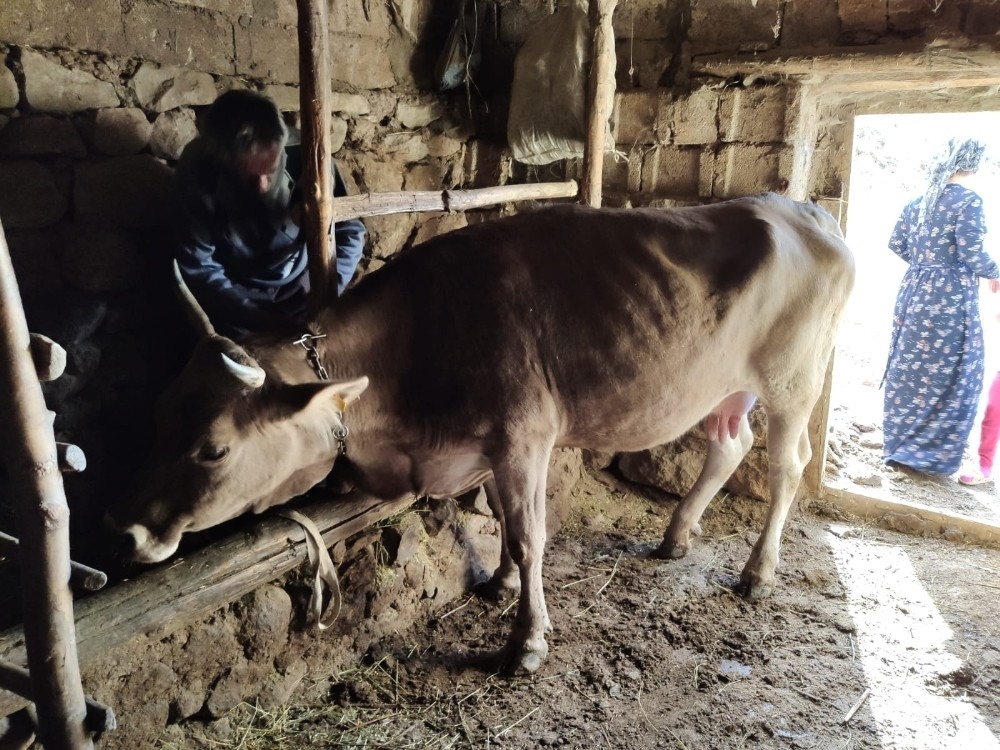 Bataklığa saplanan ineğine kavuştu