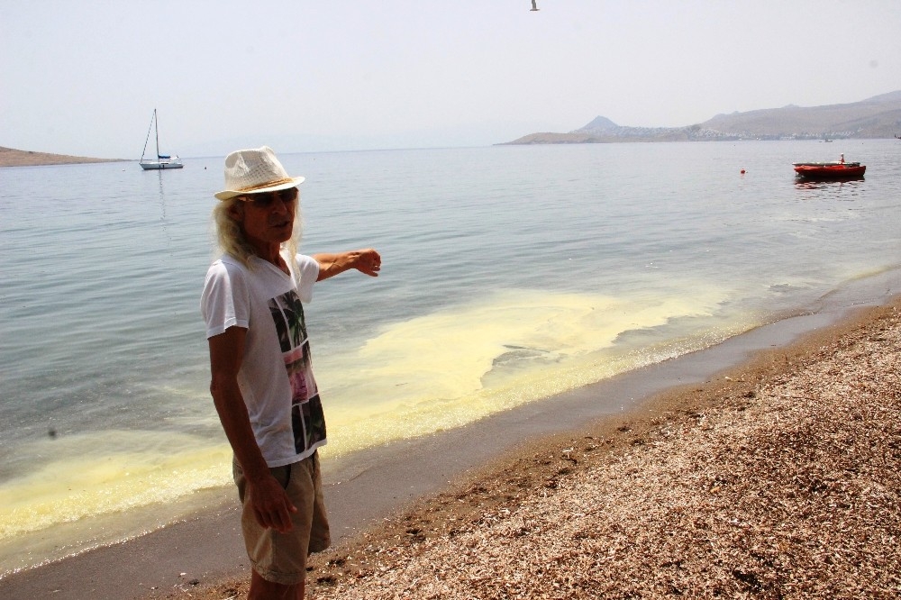 Bodrum'da sarı deniz paniği