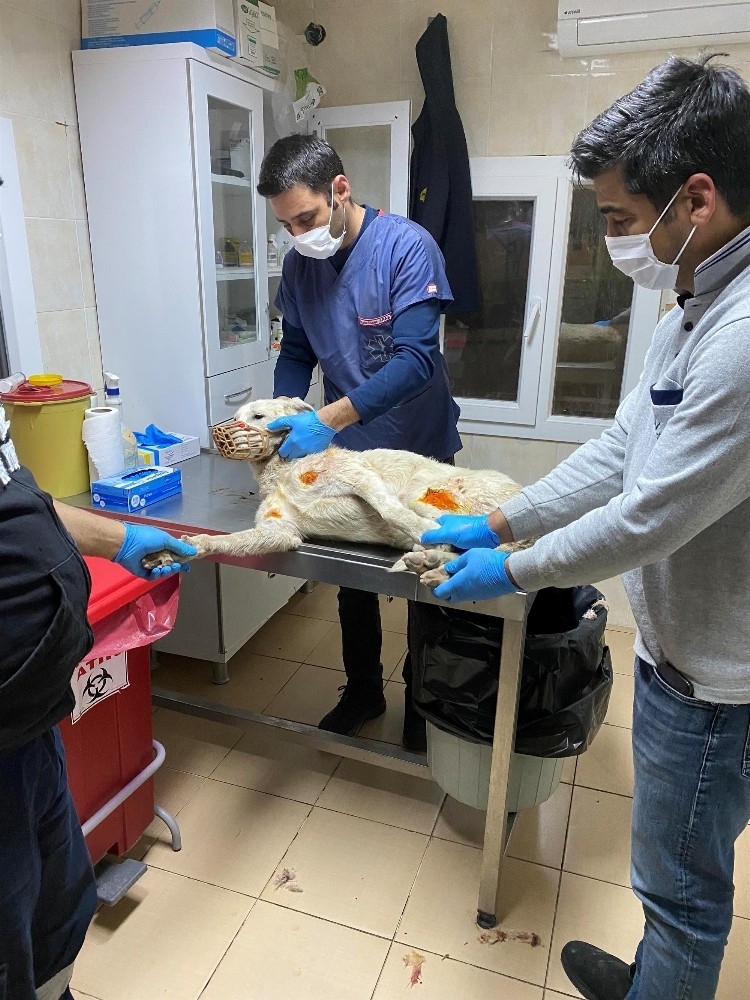 Eziyet edilen köpeklere belediye sahip çıktı