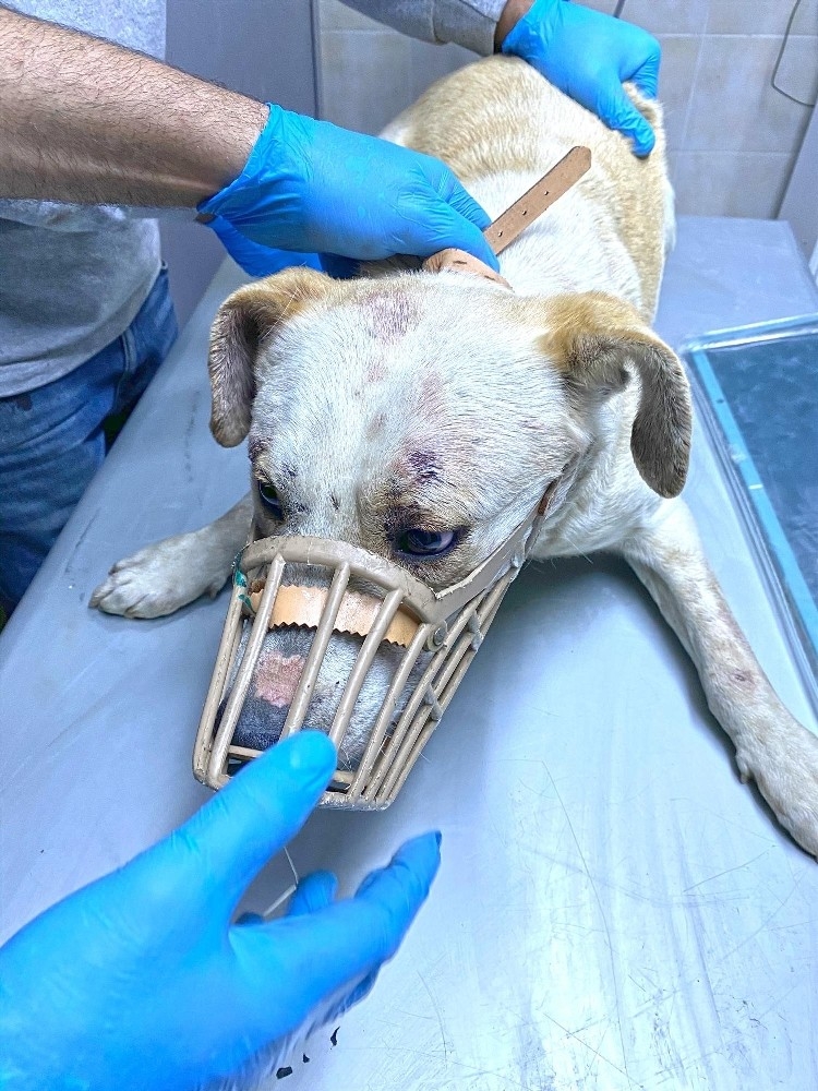 Eziyet edilen köpeklere belediye sahip çıktı