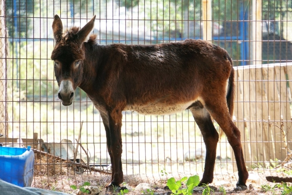 Feret, ilgi odağı oldu