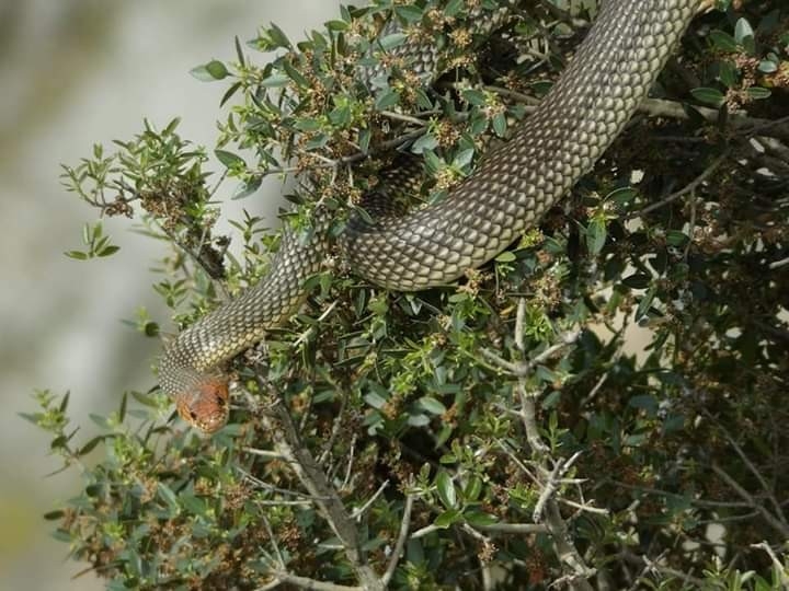 Görülünce korkulan bu yılan, tam bir çiftçi dostu çıktı