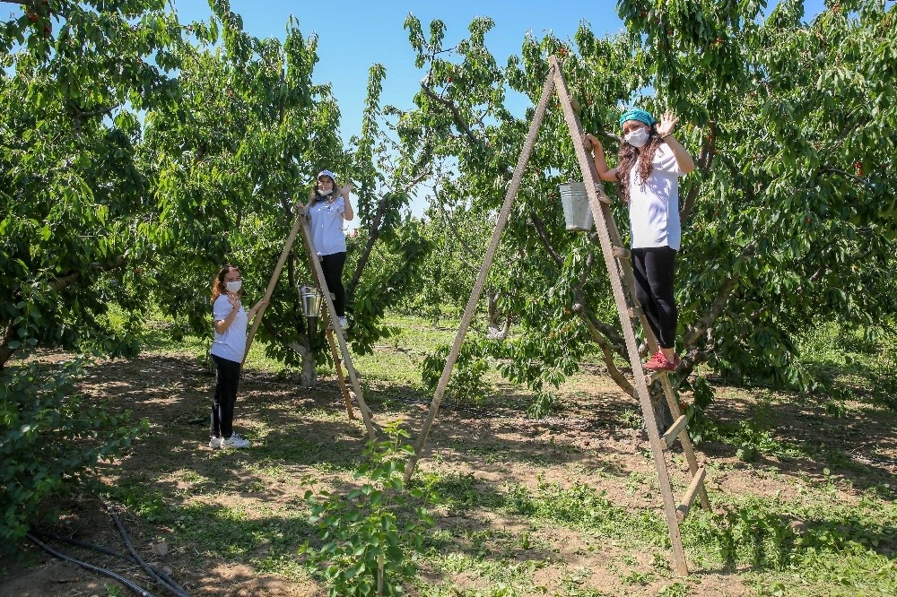 Kemalpaşa'da kiraz hasadı devam ediyor