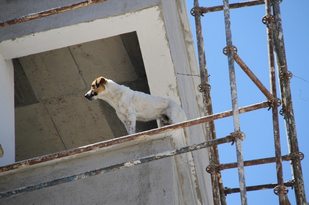 Köpek inşaat halindeki binanın 6'ıncı katına çıkınca