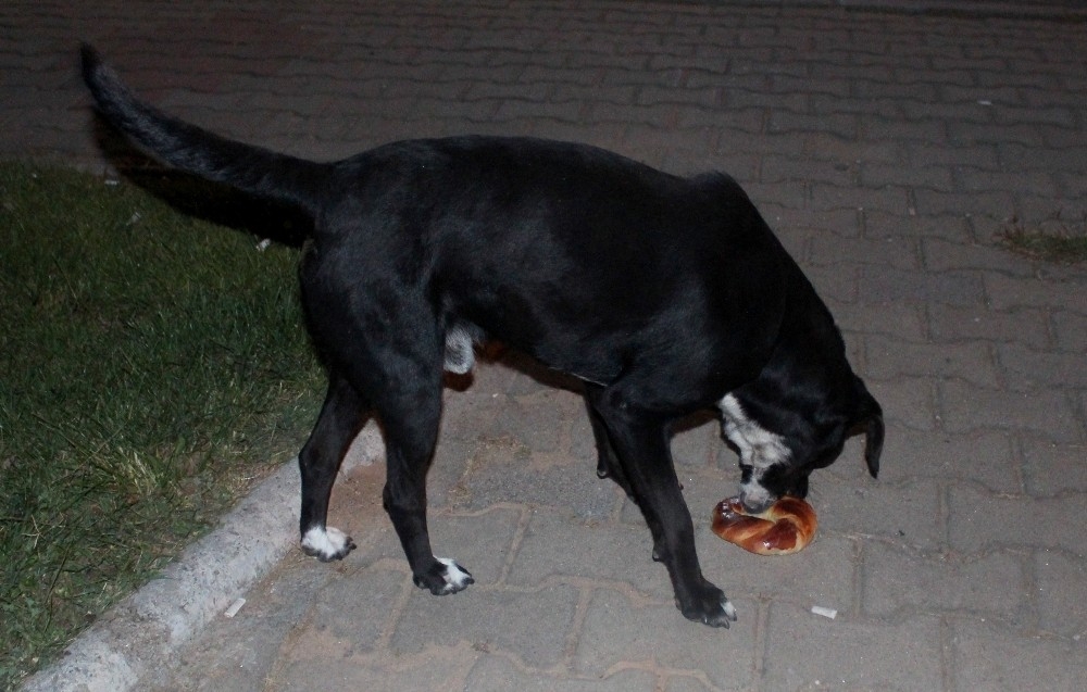 Köpekler aç kalmasın diye ekmek dolabının camını kırdı