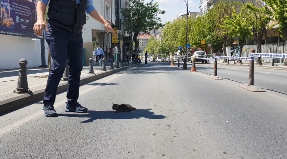 Mahsur kalan kediler için yıkım durduruldu