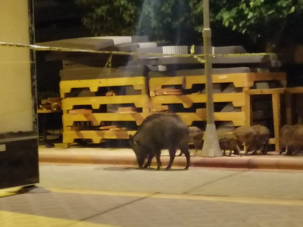 Marmaris'te domuzlar sahile indi, yiyecek aradı