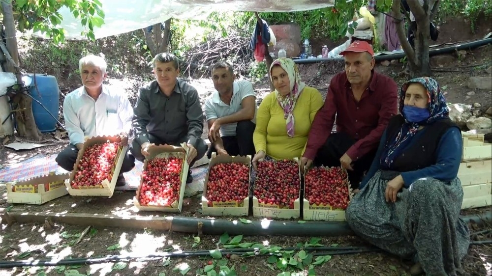 Mersin'de turfanda kiraz çıktı, üreticinin yüzü güldü