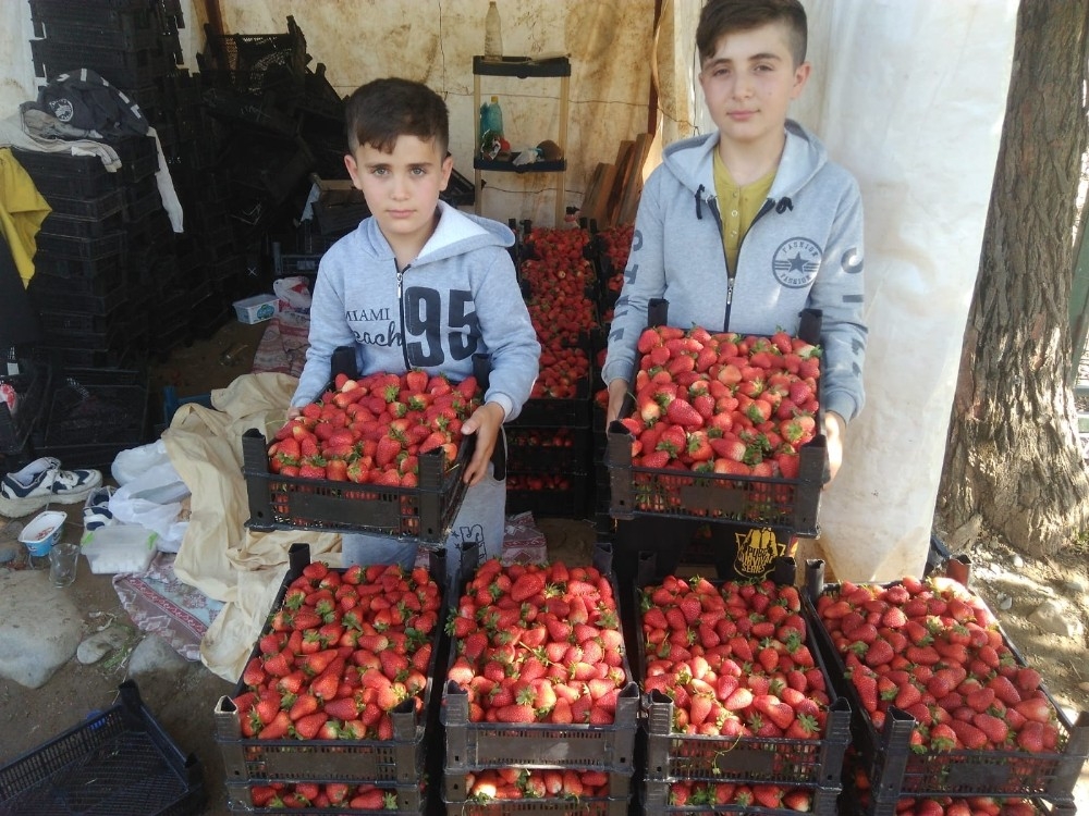 Tarlada 5, marketlerde 15 lira