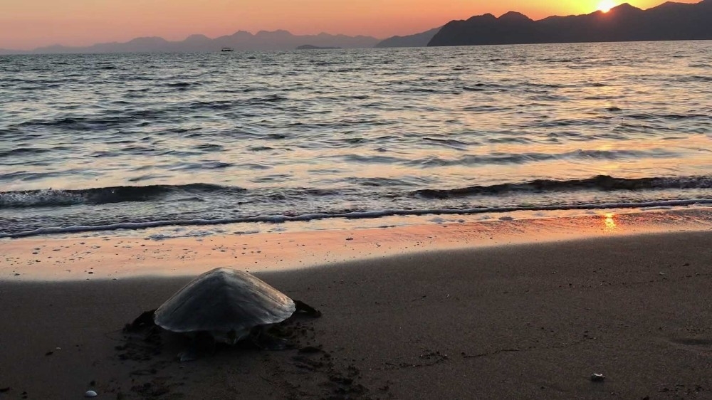 Tedavi edilen caretta denize bırakıldı