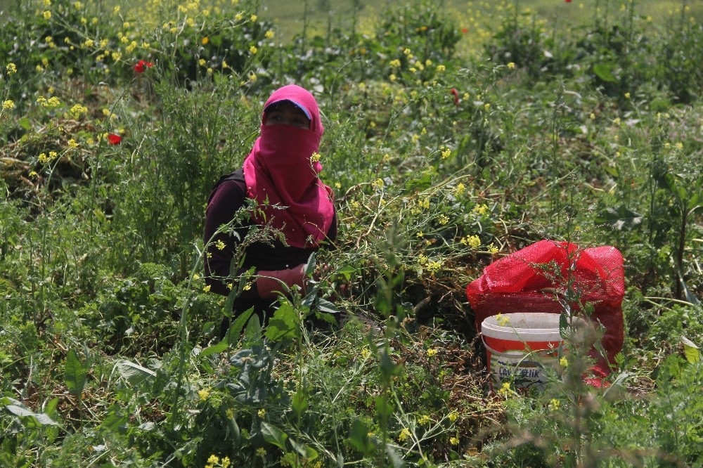 Virüse inat Çukurova'da üretim sürüyor