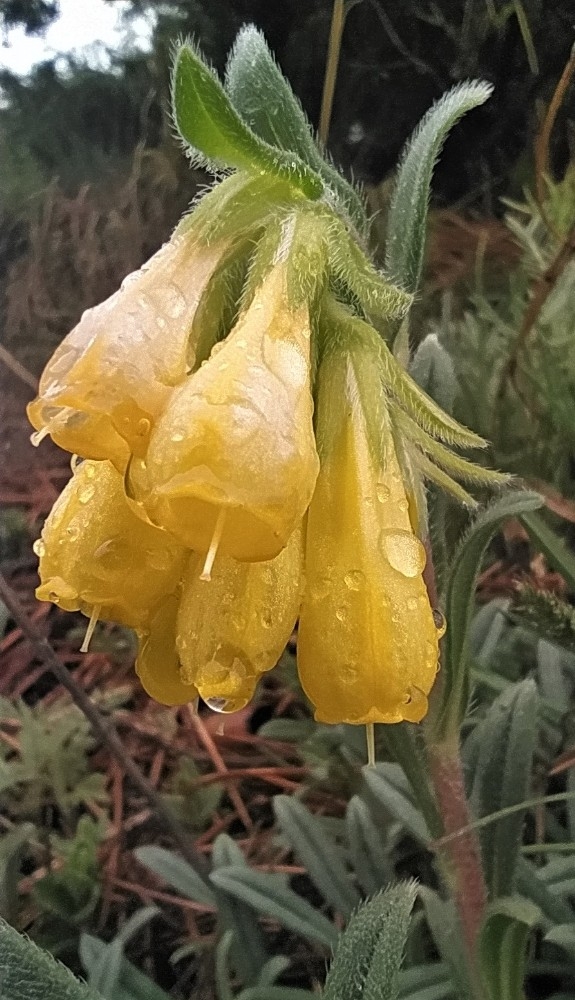 Yağmur damlaları