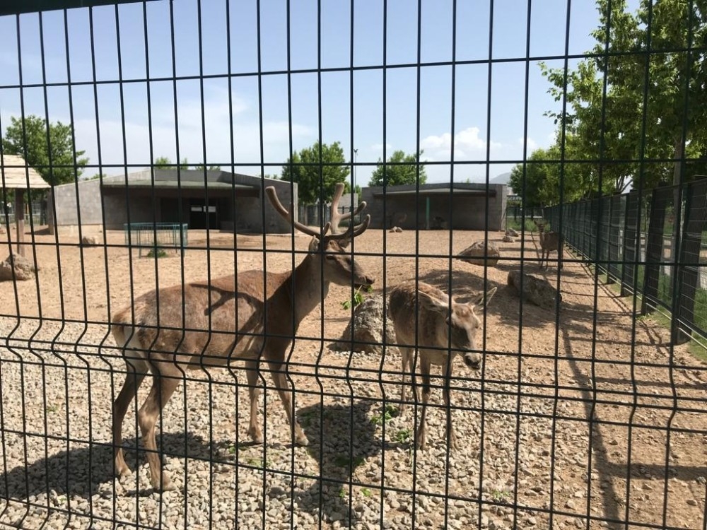 Zebra yavrusu Dilek 3 aylık oldu