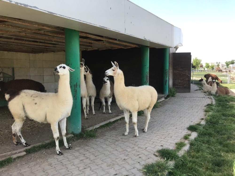 Zebra yavrusu Dilek 3 aylık oldu