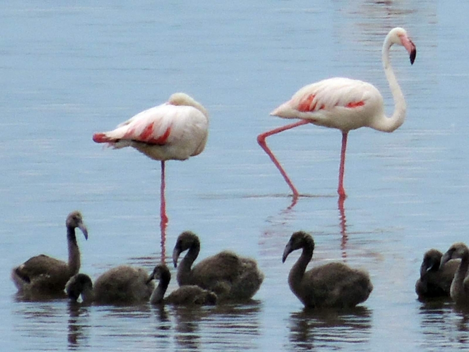 İzmir Kuş Cenneti'nde 18 bin flamingo yavrusu dünyaya geldi