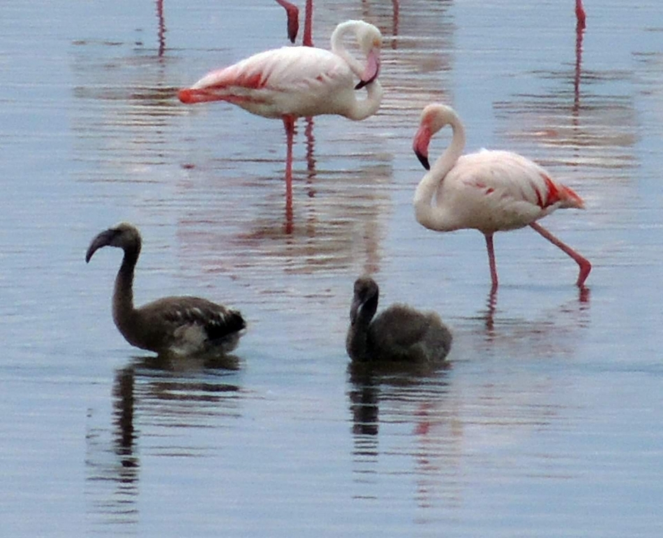 İzmir Kuş Cenneti'nde 18 bin flamingo yavrusu dünyaya geldi