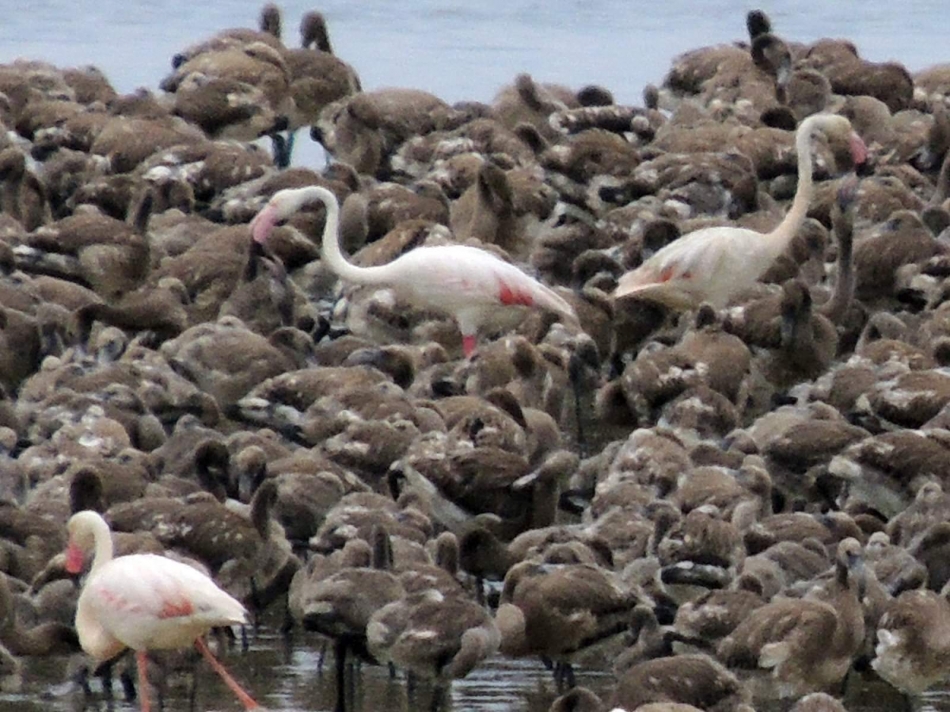 İzmir Kuş Cenneti'nde 18 bin flamingo yavrusu dünyaya geldi