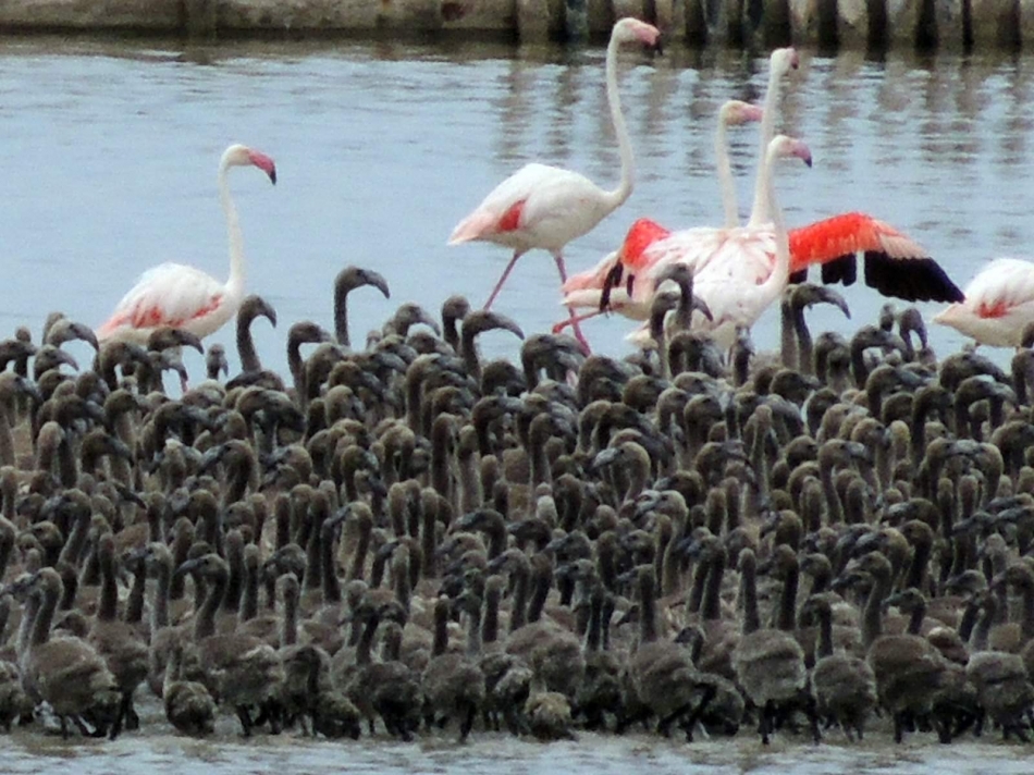 İzmir Kuş Cenneti'nde 18 bin flamingo yavrusu dünyaya geldi