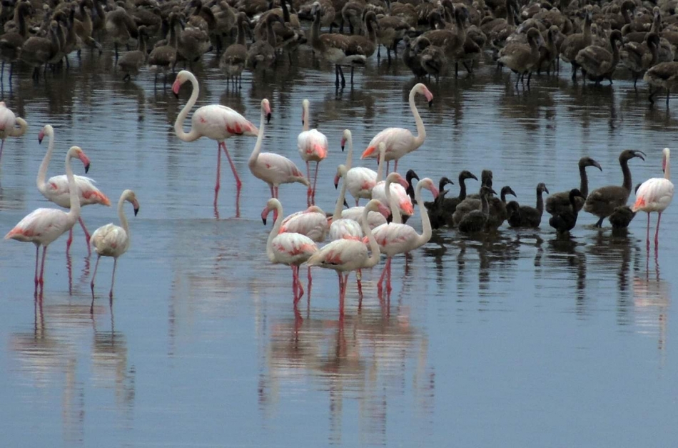 İzmir Kuş Cenneti'nde 18 bin flamingo yavrusu dünyaya geldi
