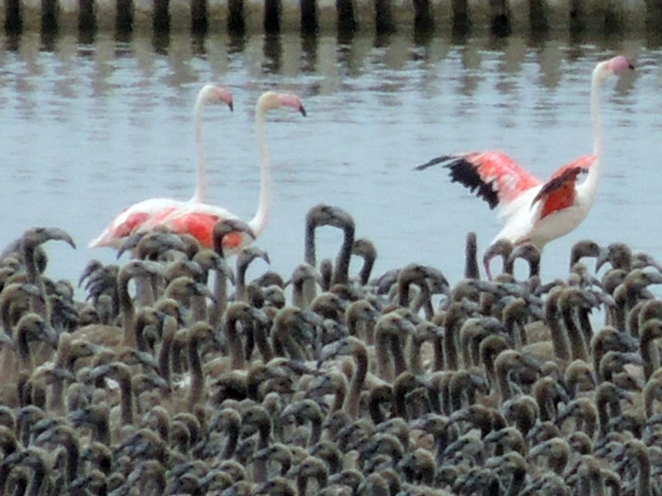 İzmir Kuş Cenneti'nde 18 bin flamingo yavrusu dünyaya geldi