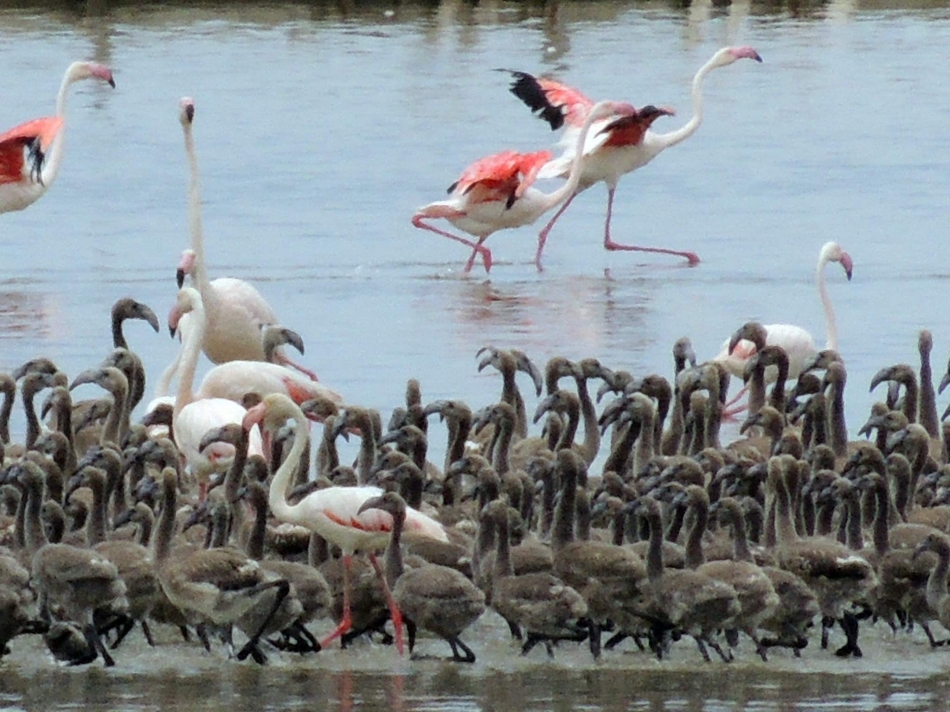İzmir Kuş Cenneti'nde 18 bin flamingo yavrusu dünyaya geldi