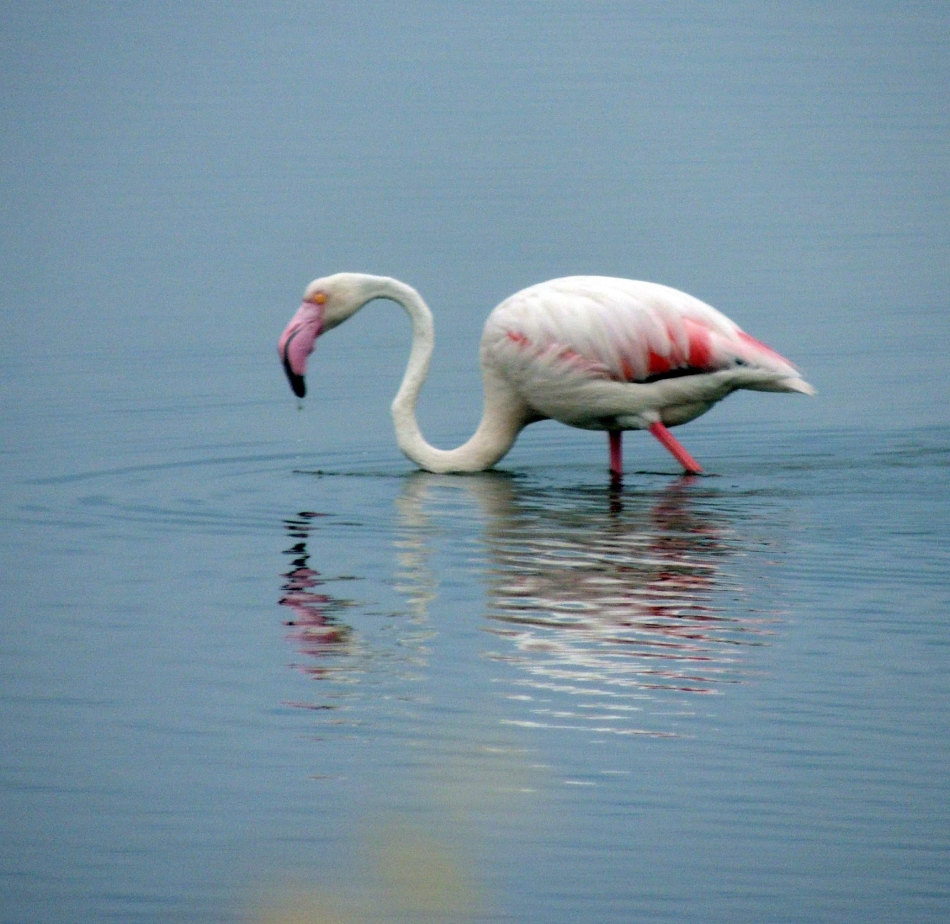 İzmir Kuş Cenneti'nde 18 bin flamingo yavrusu dünyaya geldi