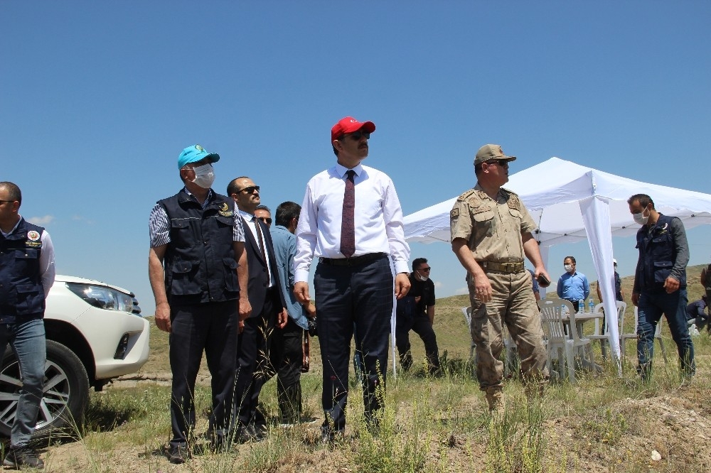 648 bin Sivaslı adına fidan dikilecek