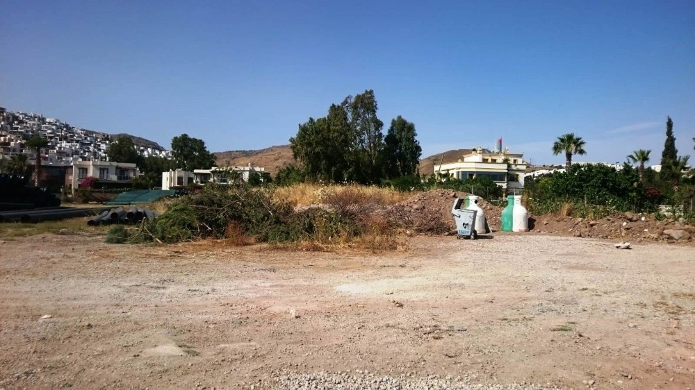 Bodrum'da ağaç katliamı