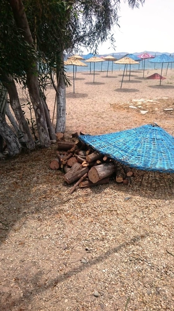 Bodrum'da ağaç katliamı