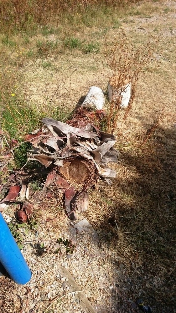 Bodrum'da ağaç katliamı