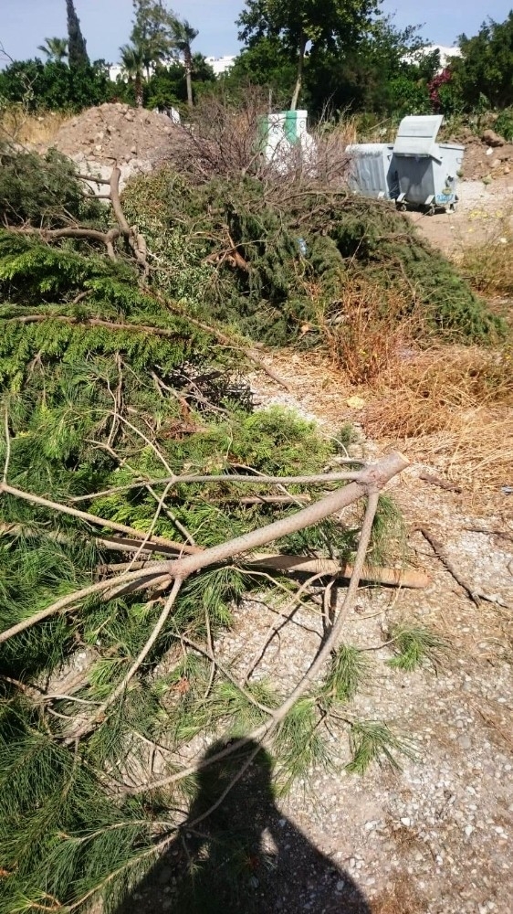 Bodrum'da ağaç katliamı