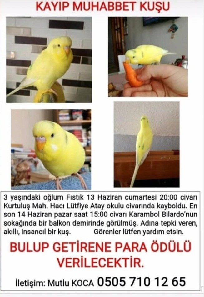 Bu kuşu bulana ödül var