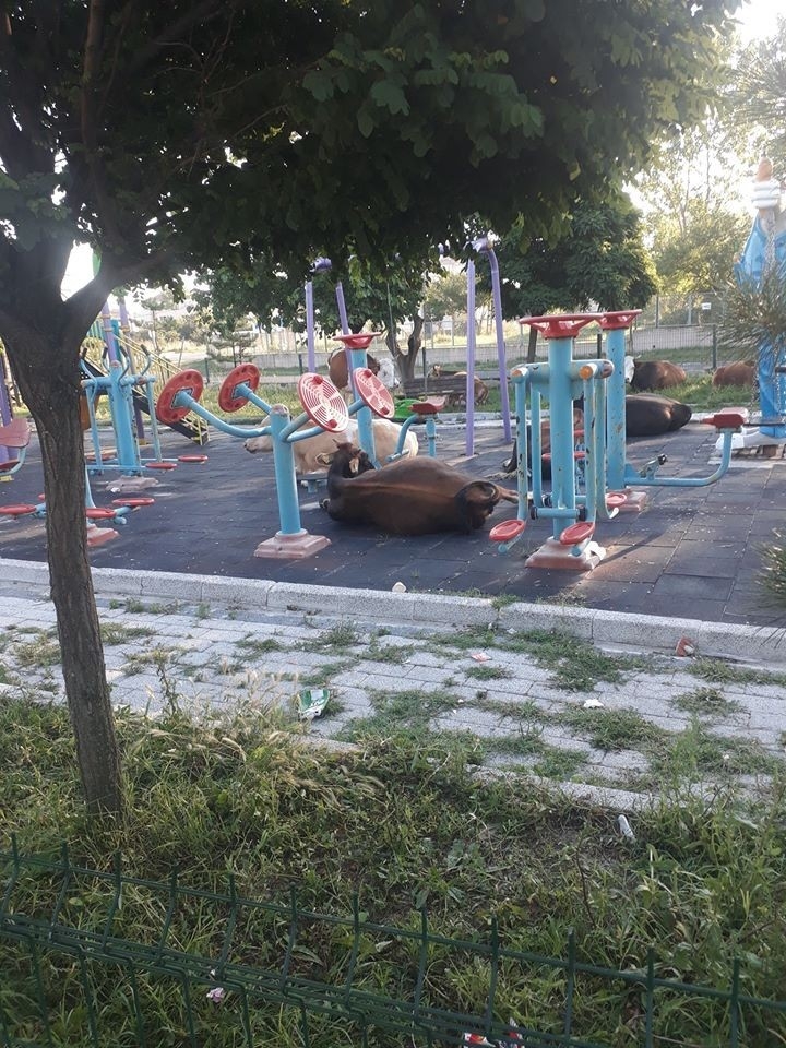 Çocuk parkını büyükbaş hayvanlar işgal etti
