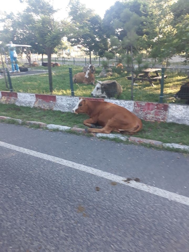 Çocuk parkını büyükbaş hayvanlar işgal etti