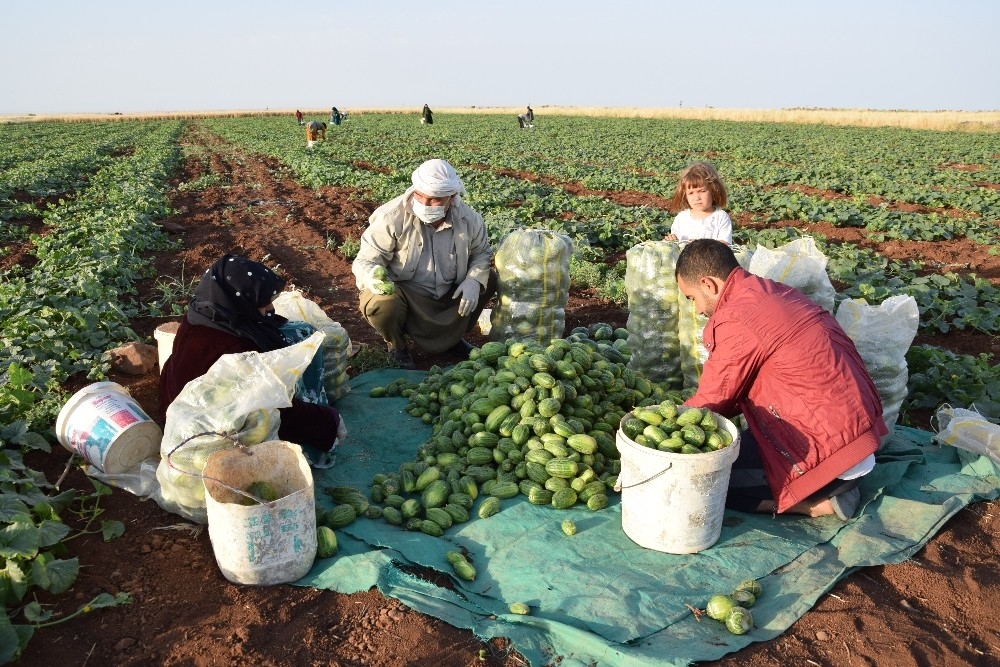 Dışı karpuz, içi kavun, tadı salatalık gibi