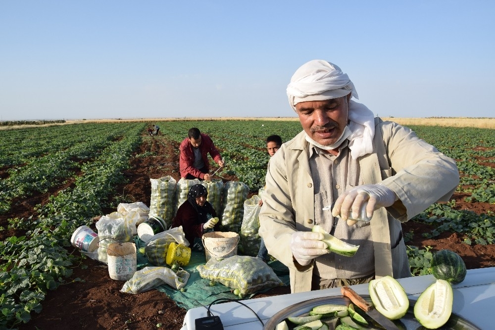 Dışı karpuz, içi kavun, tadı salatalık gibi