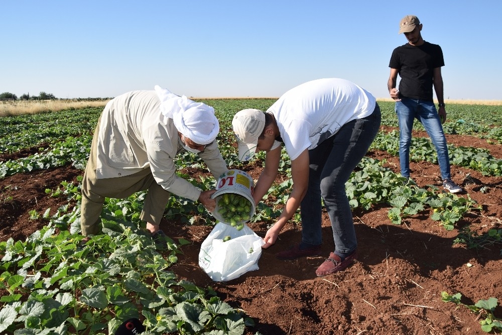 Dışı karpuz, içi kavun, tadı salatalık gibi