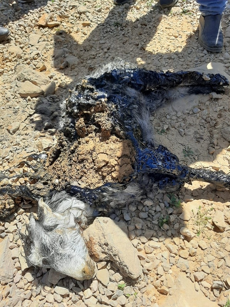 Eriyen zift tabakasına yapışan yavru keçi kurtarıldı