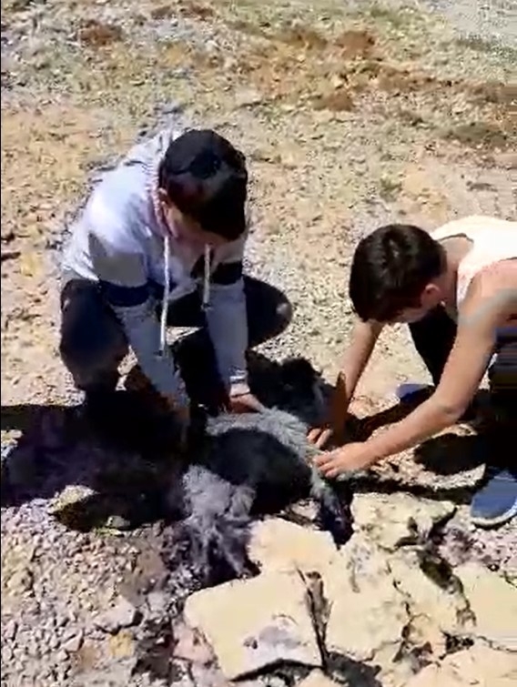 Eriyen zift tabakasına yapışan yavru keçi kurtarıldı